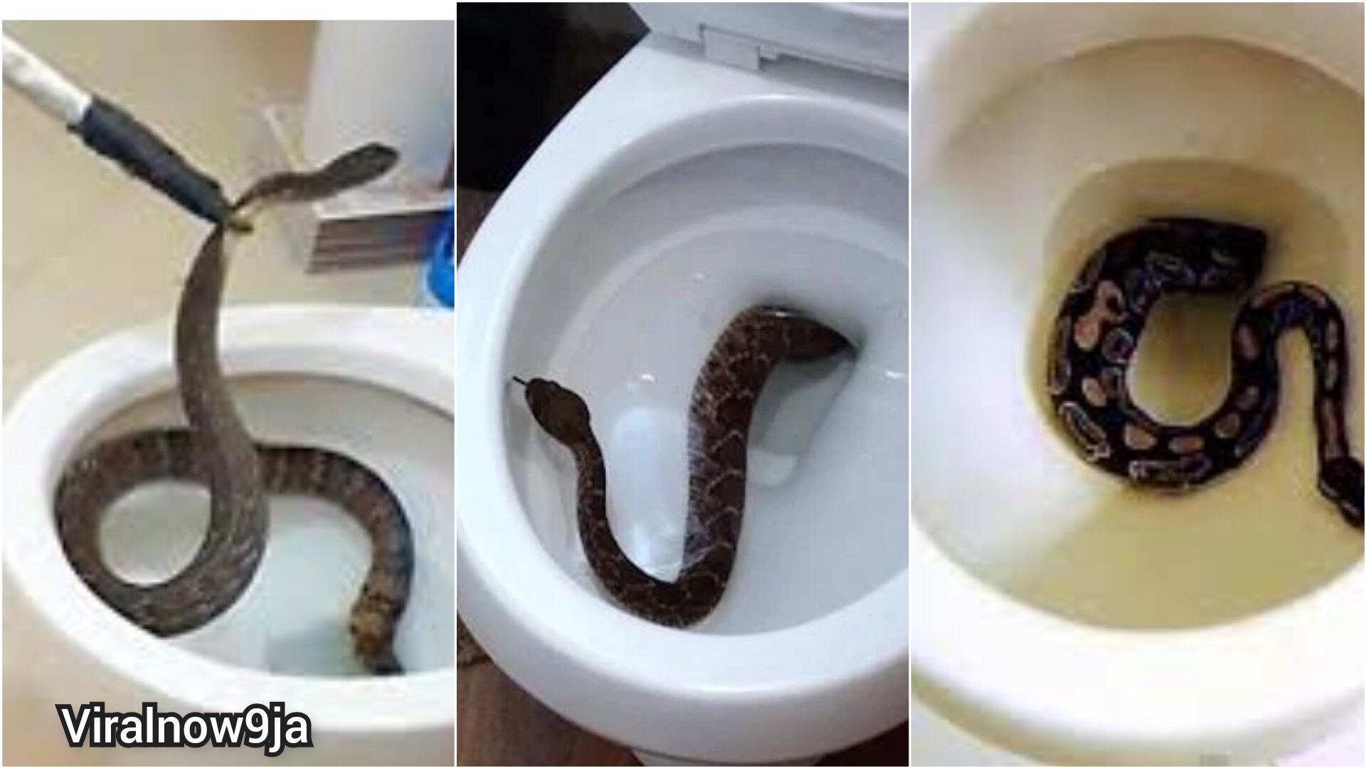 How do snakes get in toilets