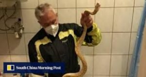 How to get rid of snakes in toilet 